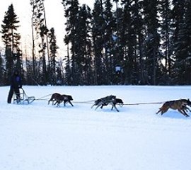 Wolf Pack Sled Dog Trail Rides