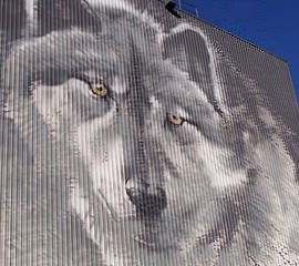Bateman Wolf Mural